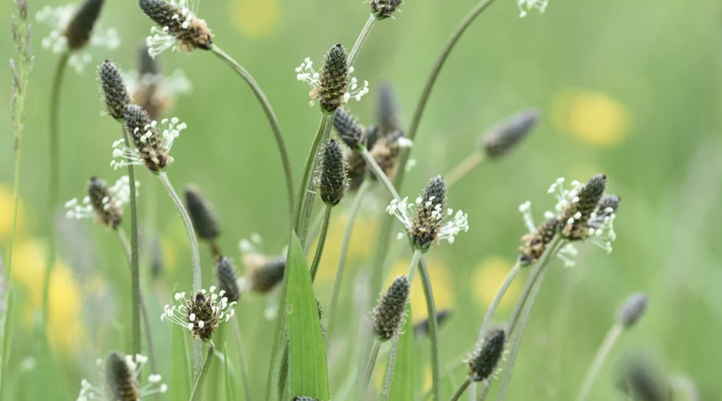 Cashel Herb Walk with Pauline Hanley